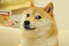 doge表情包柴犬去世 曾成众